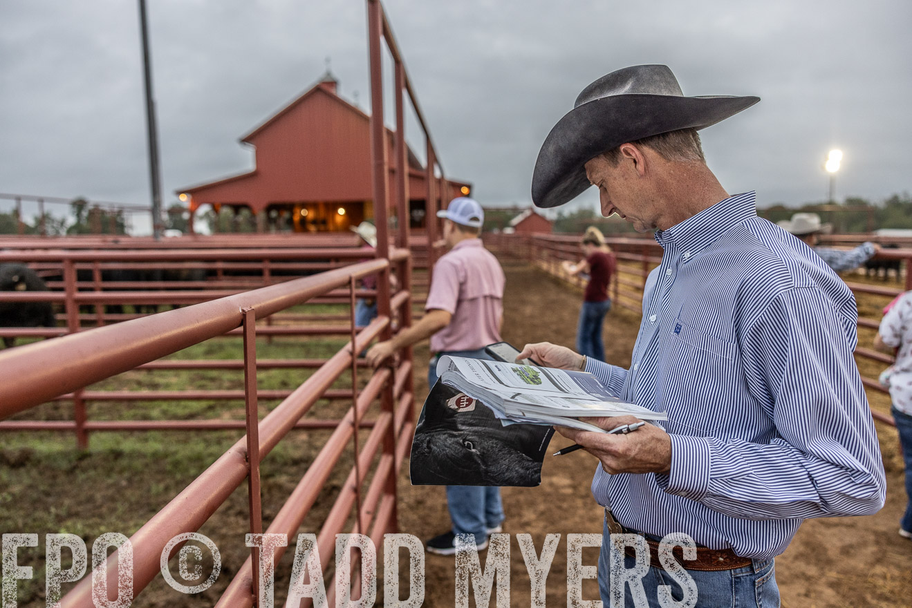 TMyers_FallBullSale_Cameron_Oct2023-514744