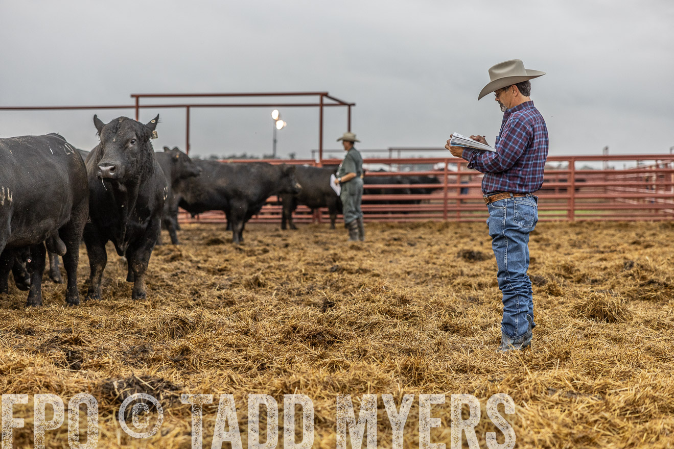 TMyers_FallBullSale_Cameron_Oct2023-514757