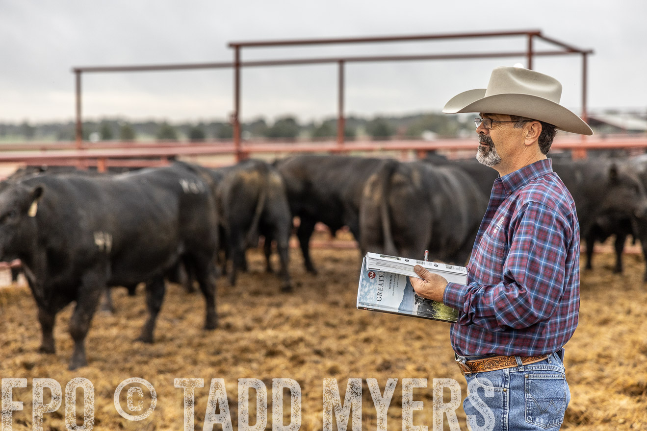 TMyers_FallBullSale_Cameron_Oct2023-514783