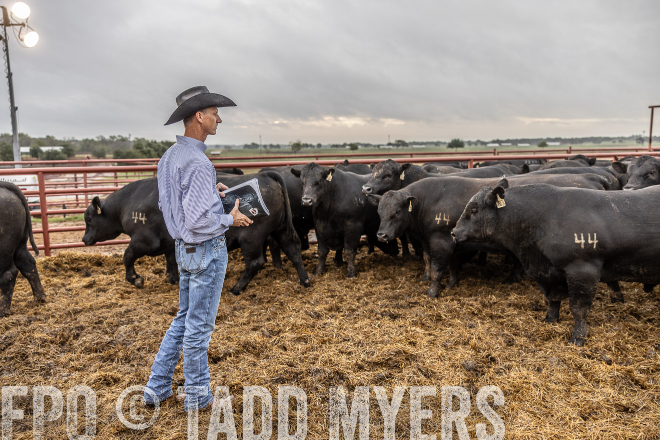 TMyers_FallBullSale_Cameron_Oct2023-514850