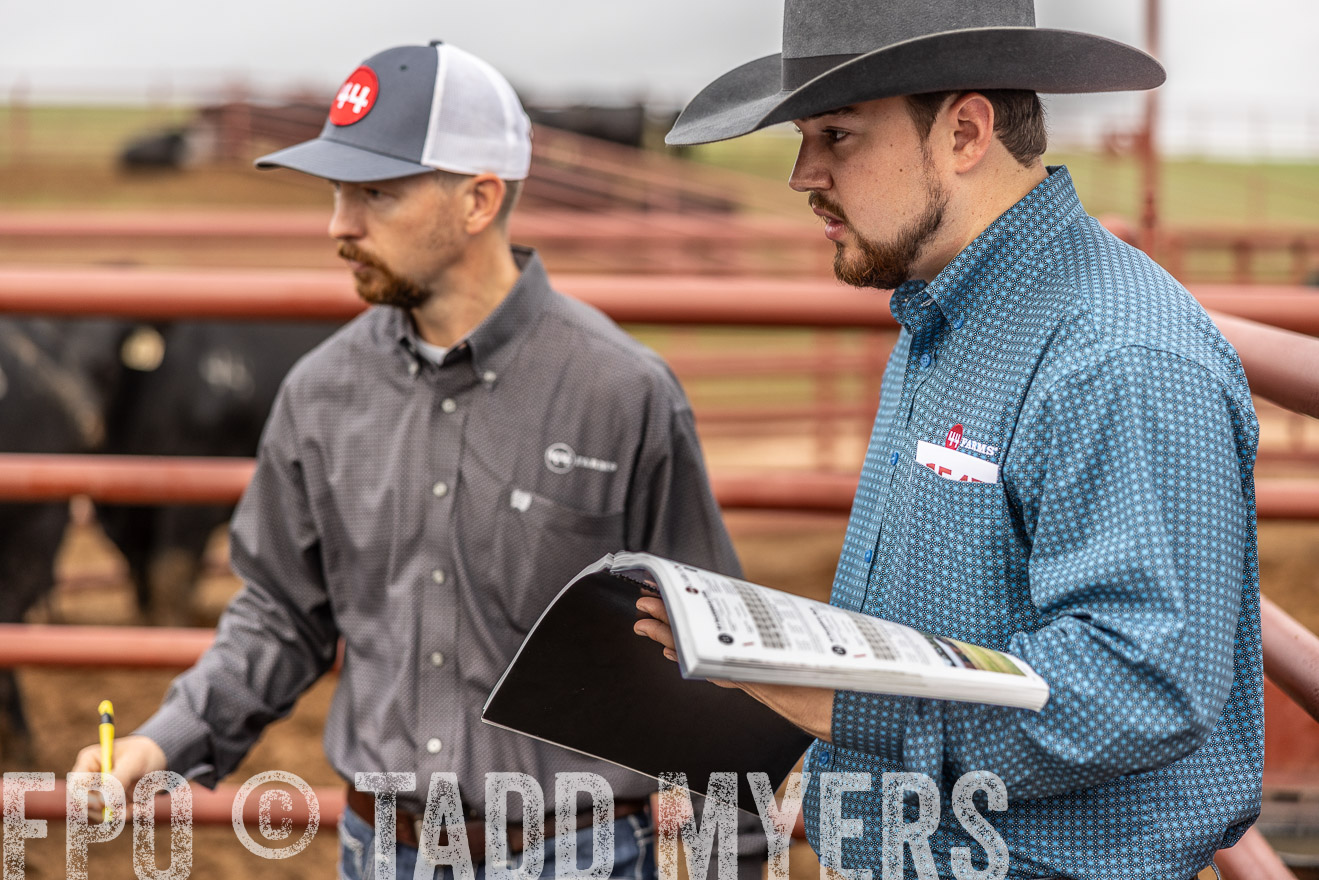 TMyers_FallBullSale_Cameron_Oct2023-514896