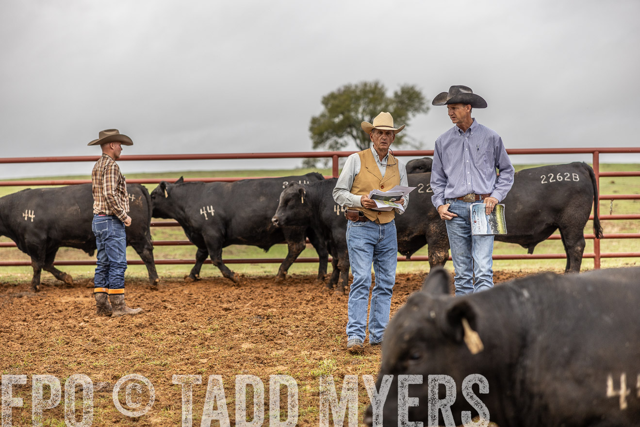 TMyers_FallBullSale_Cameron_Oct2023-514938