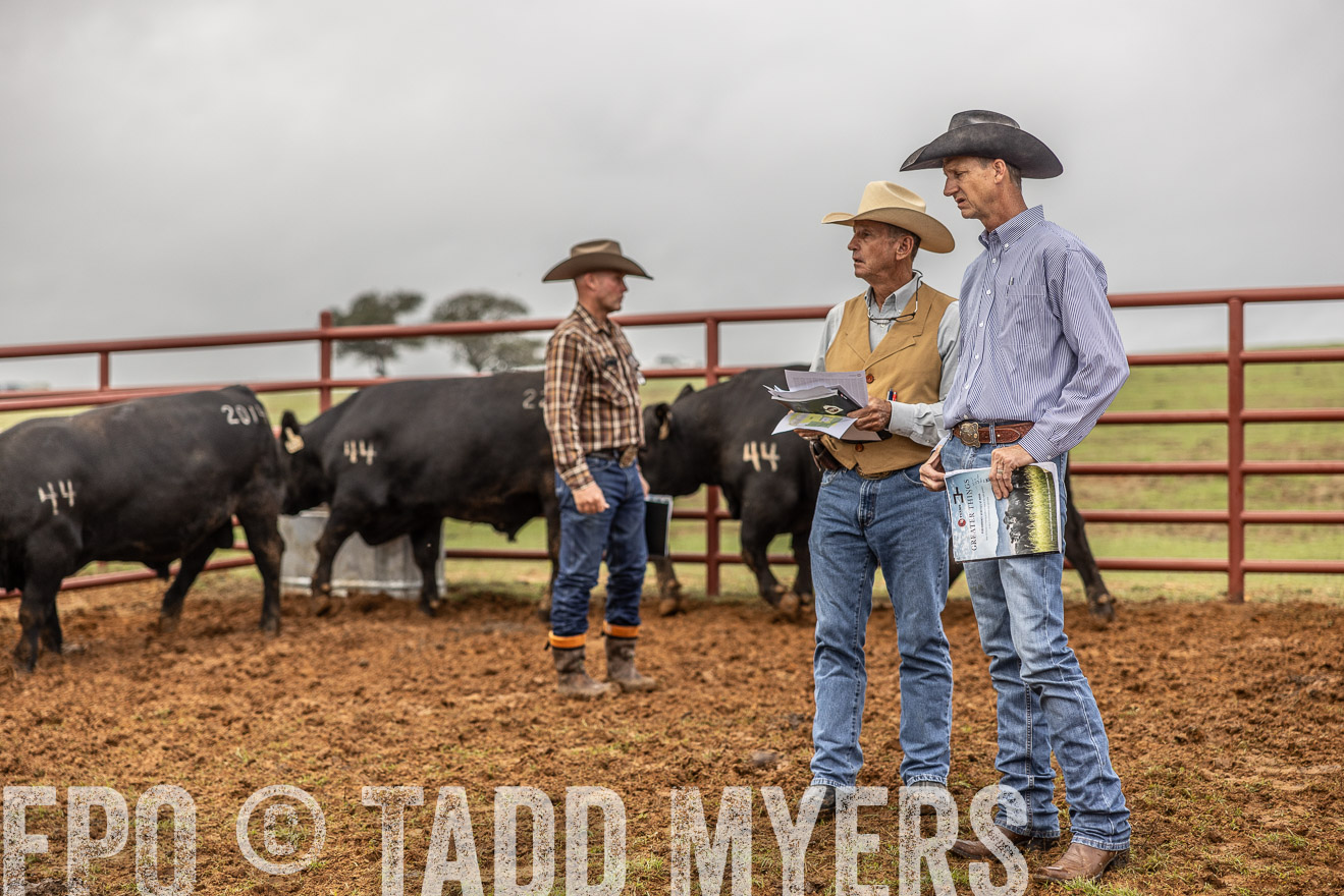 TMyers_FallBullSale_Cameron_Oct2023-514939