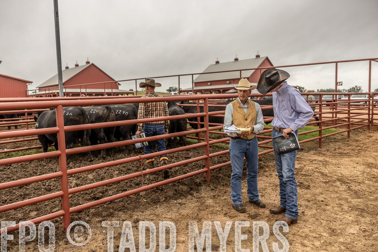 TMyers_FallBullSale_Cameron_Oct2023-515089