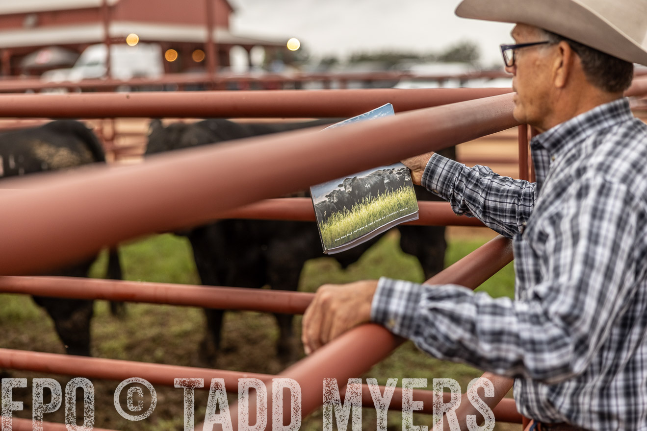 TMyers_FallBullSale_Cameron_Oct2023-515142