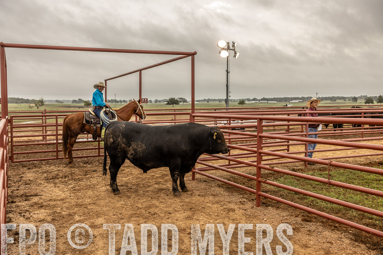 TMyers_FallBullSale_Cameron_Oct2023-515227
