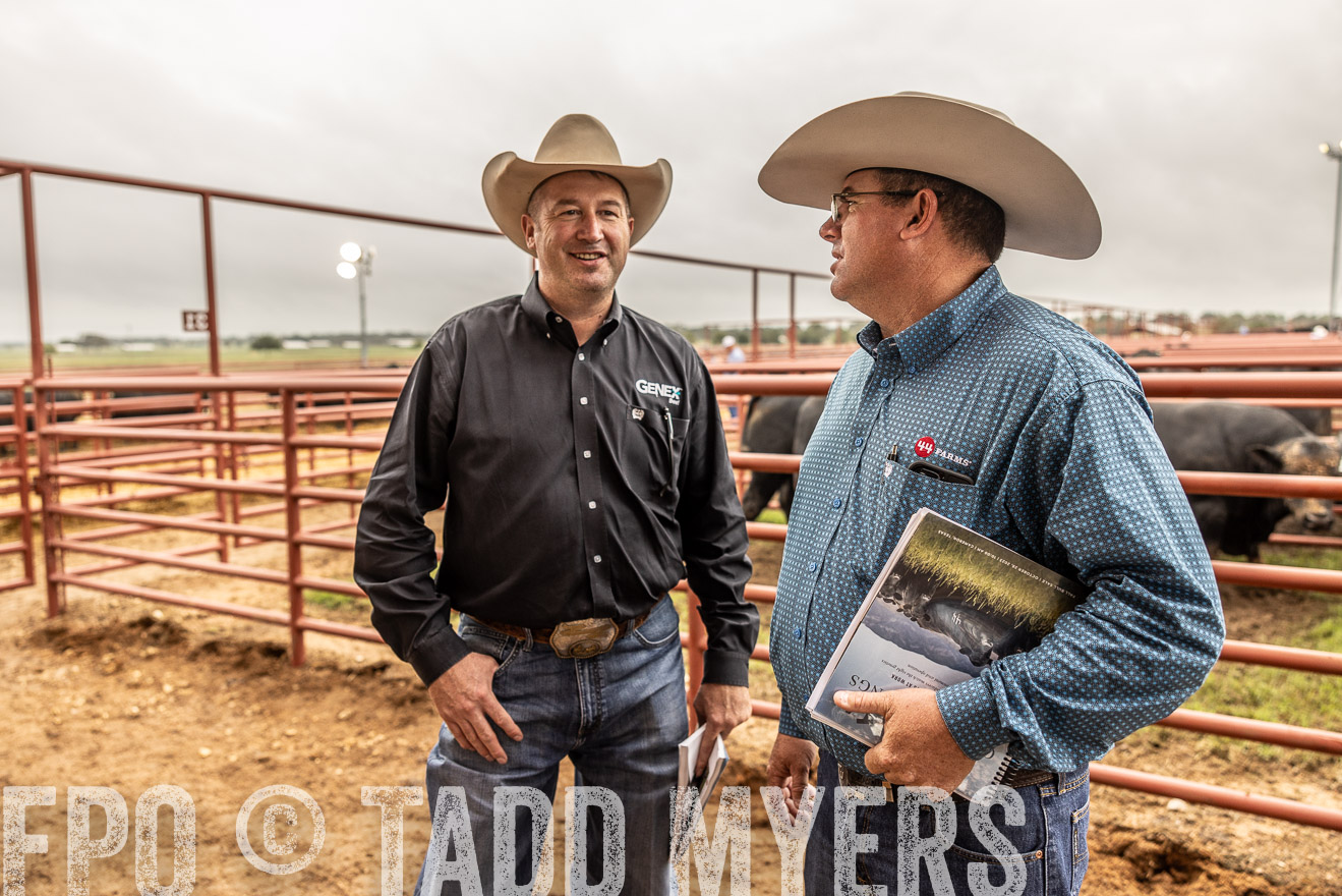TMyers_FallBullSale_Cameron_Oct2023-515264
