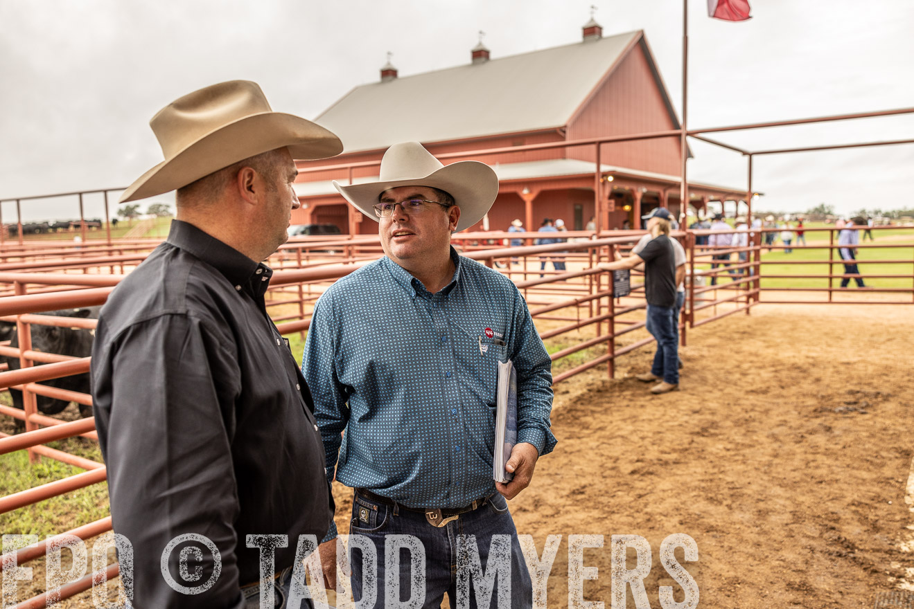 TMyers_FallBullSale_Cameron_Oct2023-515277