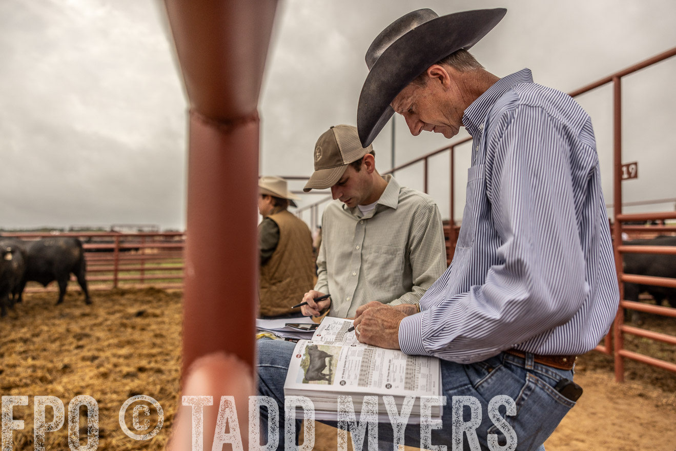 TMyers_FallBullSale_Cameron_Oct2023-515401