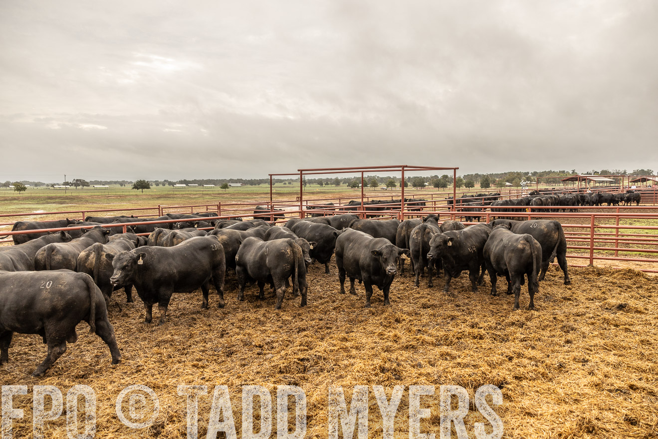 TMyers_FallBullSale_Cameron_Oct2023-515408