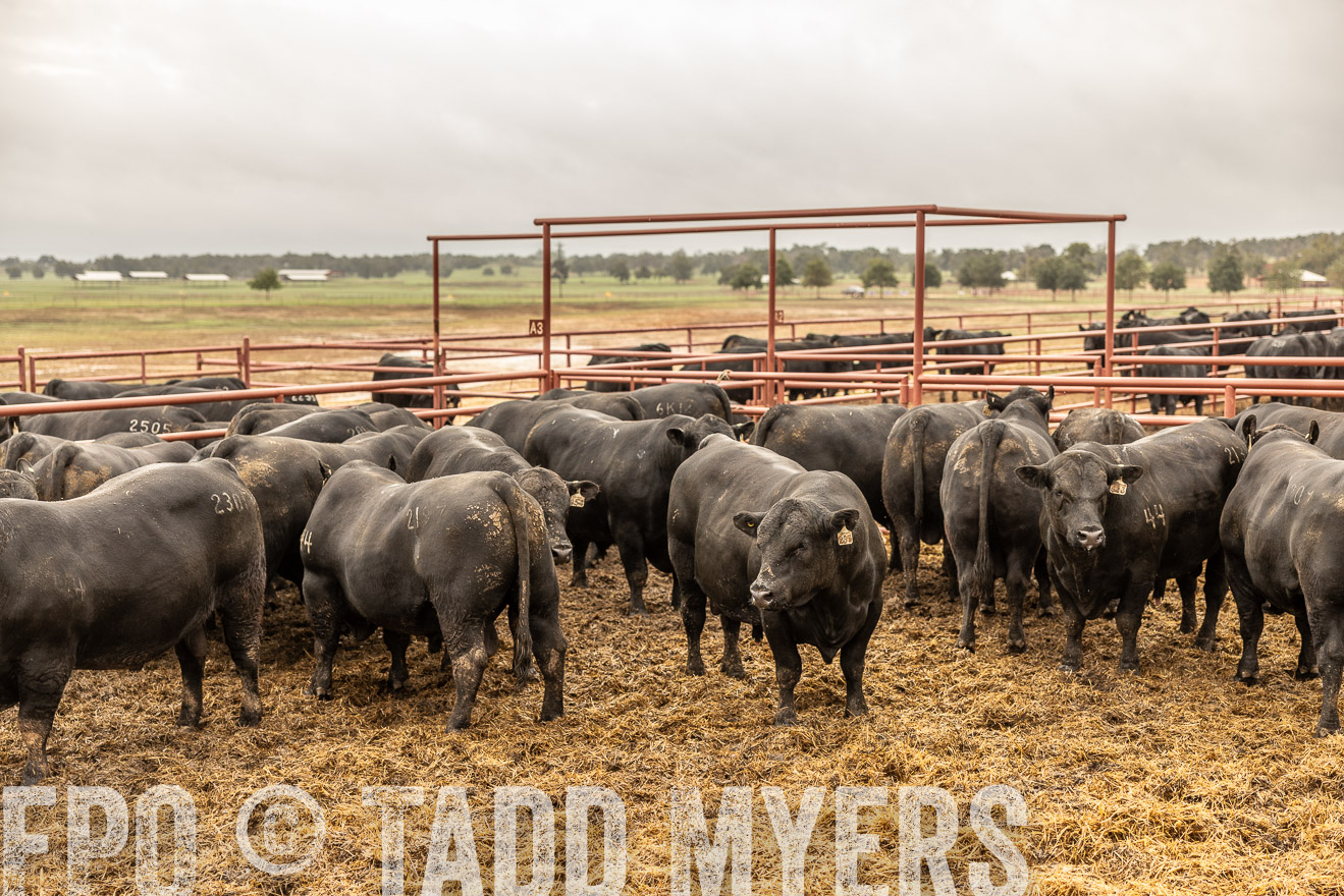 TMyers_FallBullSale_Cameron_Oct2023-515413