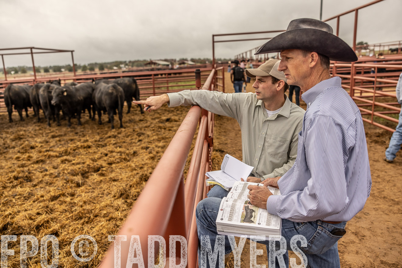 TMyers_FallBullSale_Cameron_Oct2023-515419
