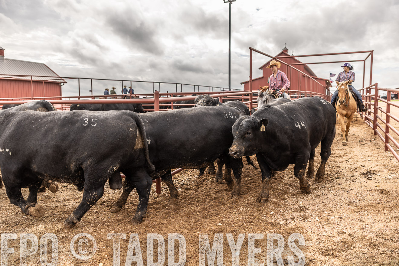 TMyers_FallBullSale_Cameron_Oct2023-515559