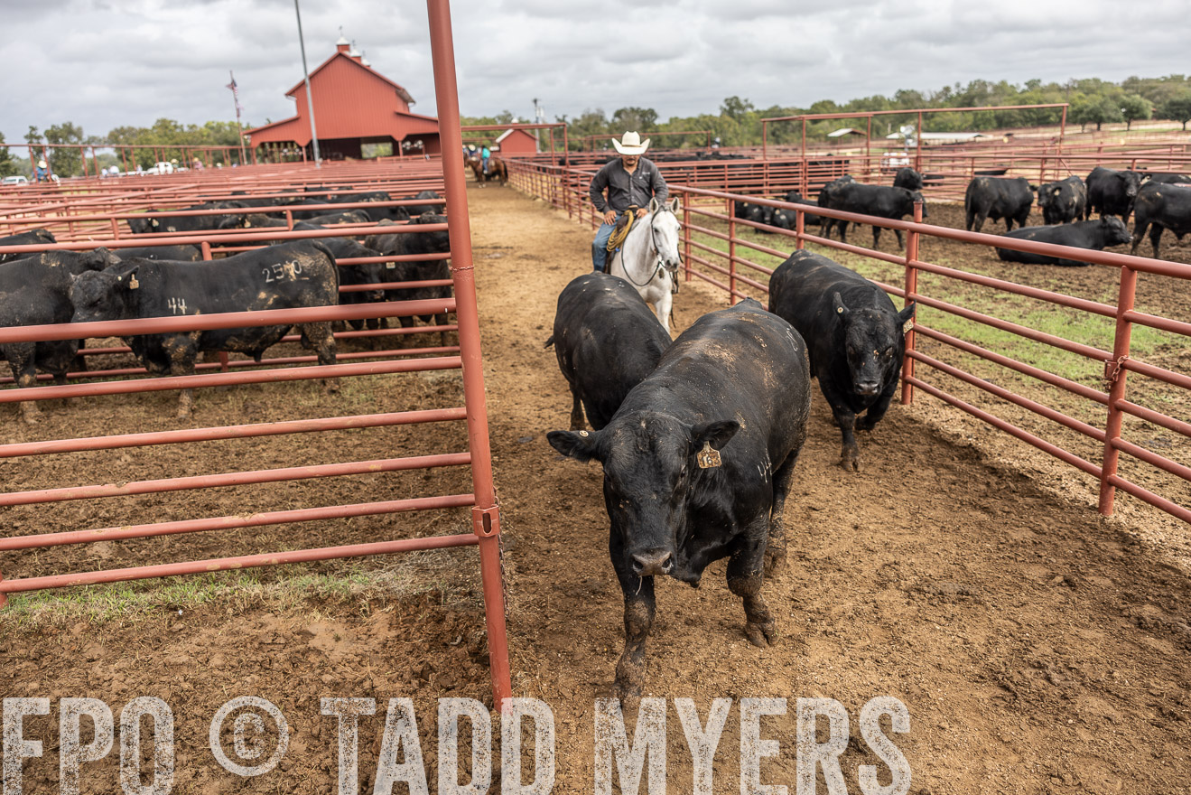TMyers_FallBullSale_Cameron_Oct2023-515591