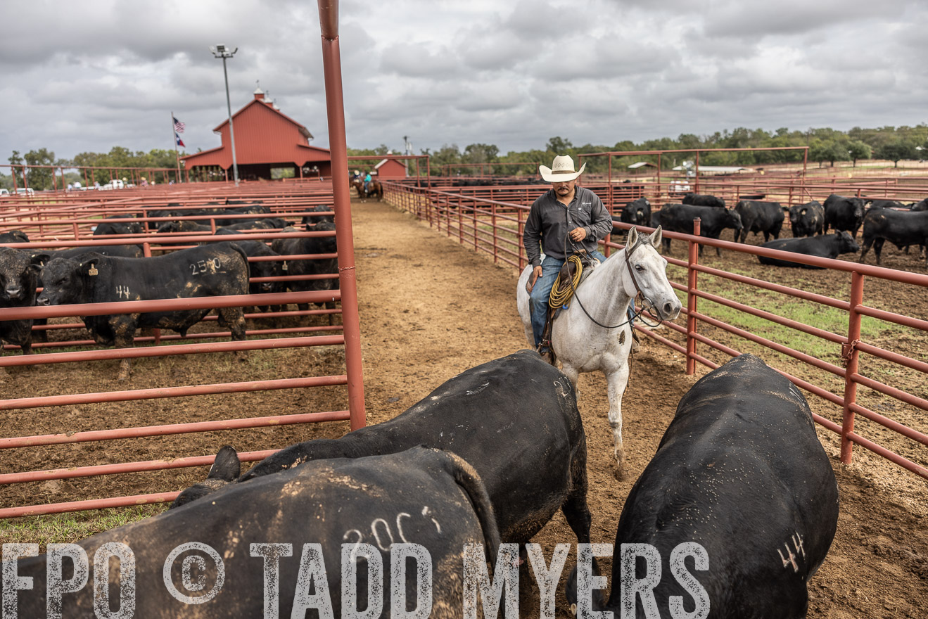 TMyers_FallBullSale_Cameron_Oct2023-515596