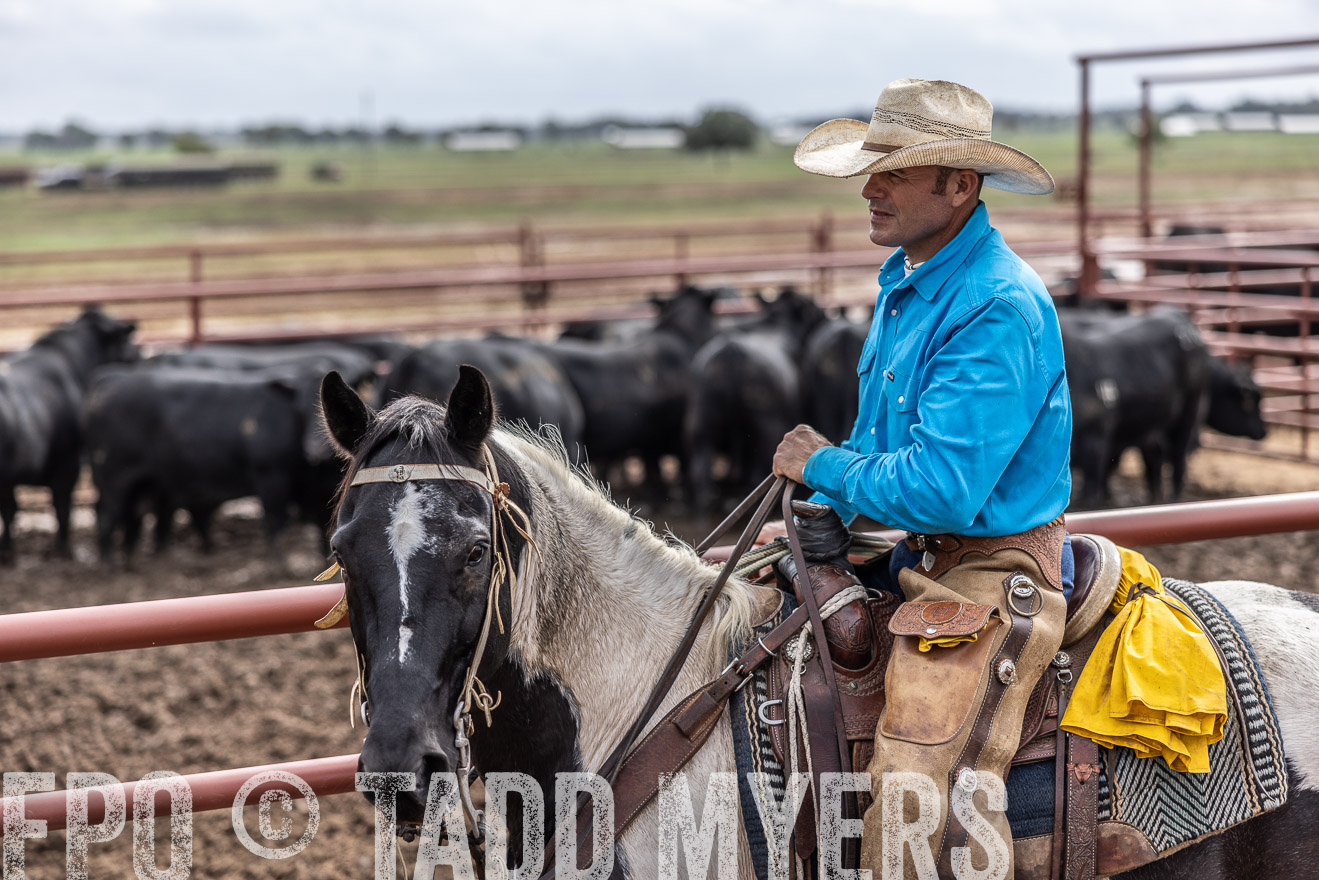 TMyers_FallBullSale_Cameron_Oct2023-515636