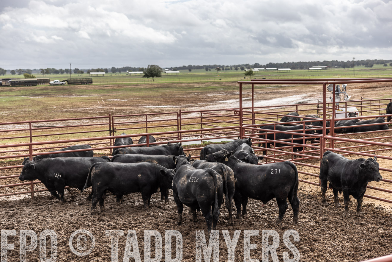 TMyers_FallBullSale_Cameron_Oct2023-515638