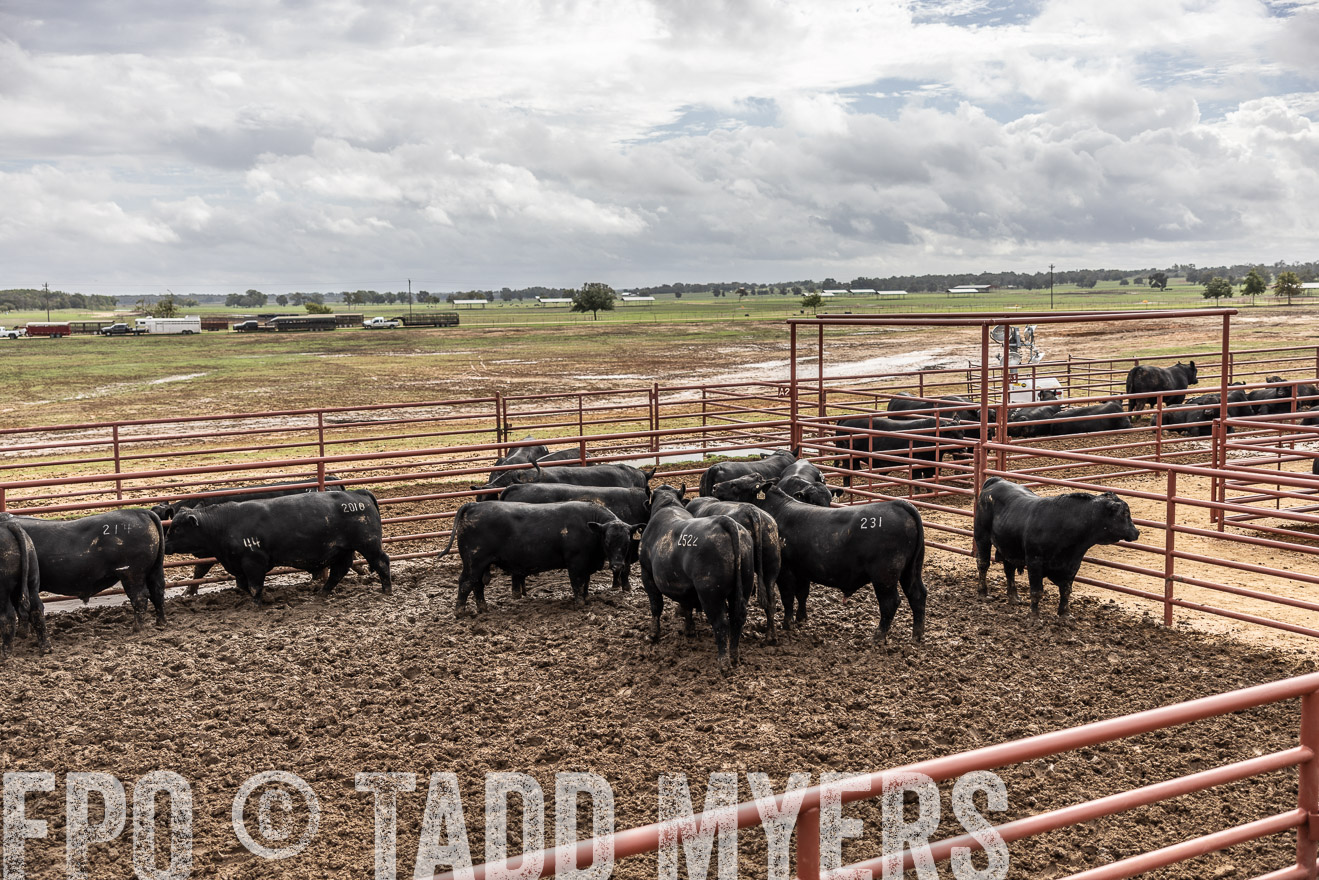TMyers_FallBullSale_Cameron_Oct2023-515639