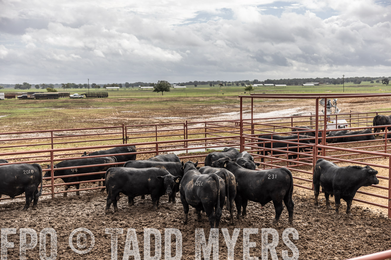 TMyers_FallBullSale_Cameron_Oct2023-515642