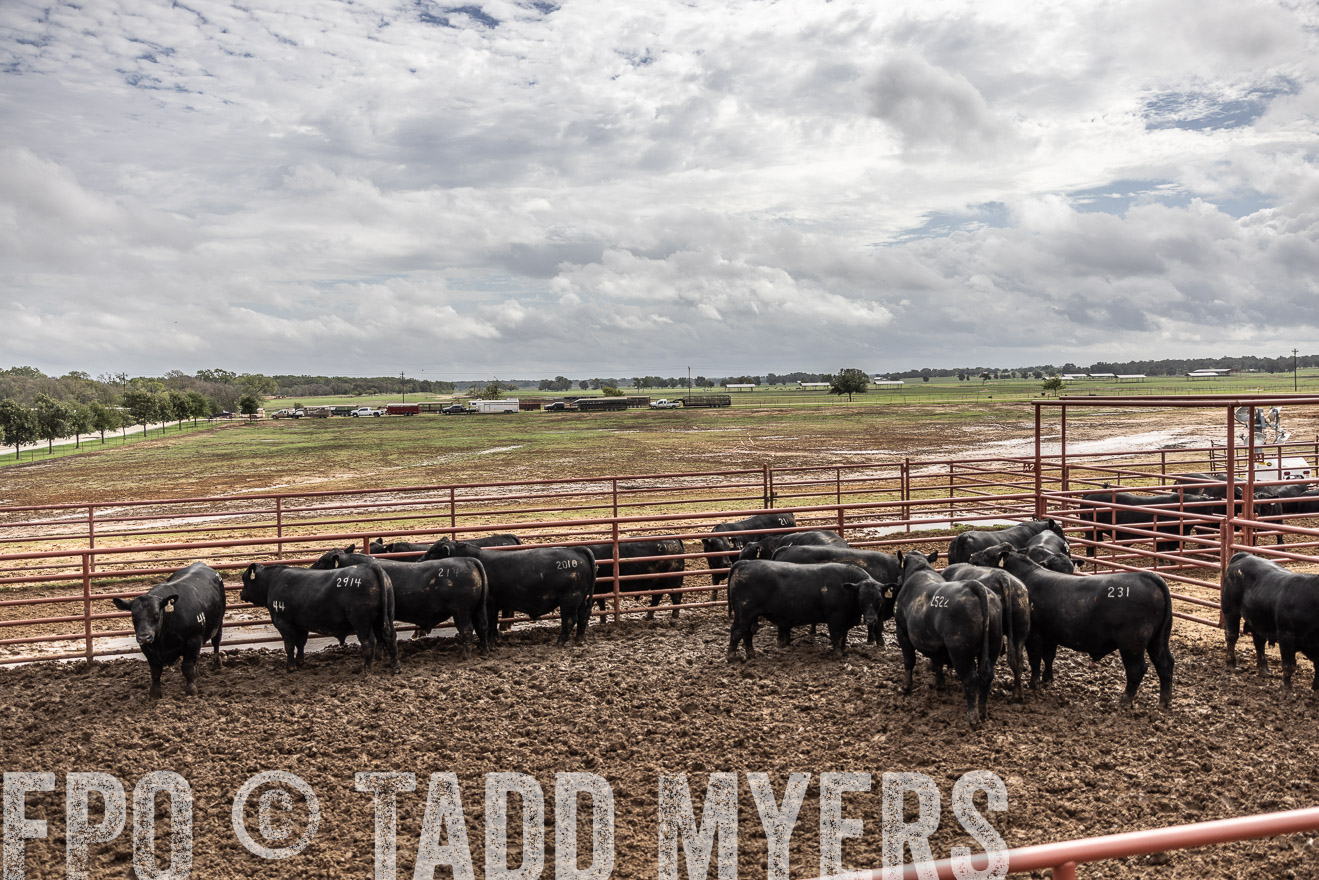 TMyers_FallBullSale_Cameron_Oct2023-515643