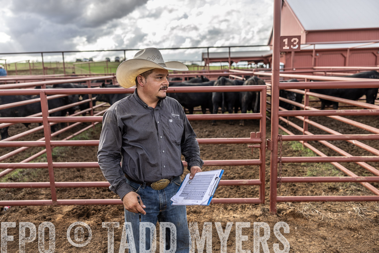 TMyers_FallBullSale_Cameron_Oct2023-515778