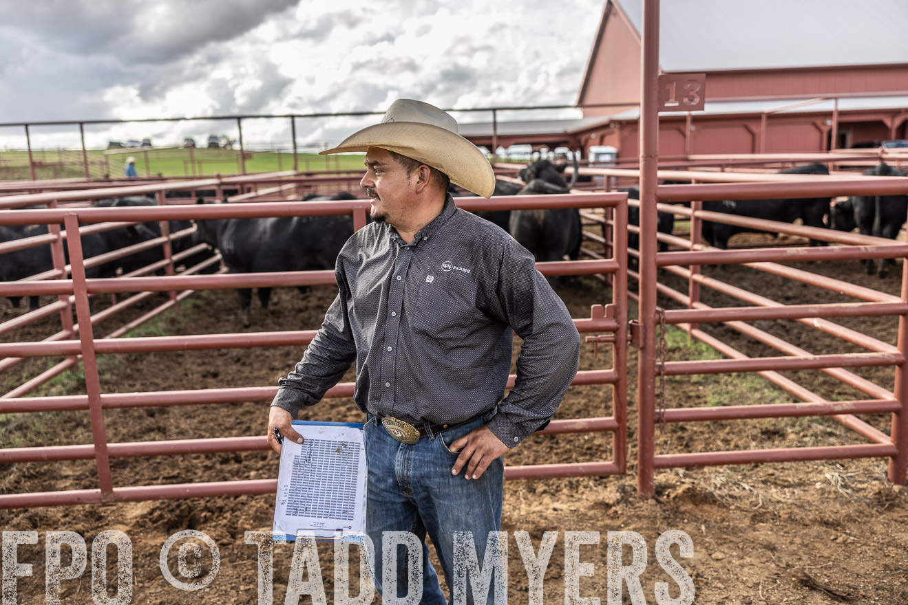 TMyers_FallBullSale_Cameron_Oct2023-515786