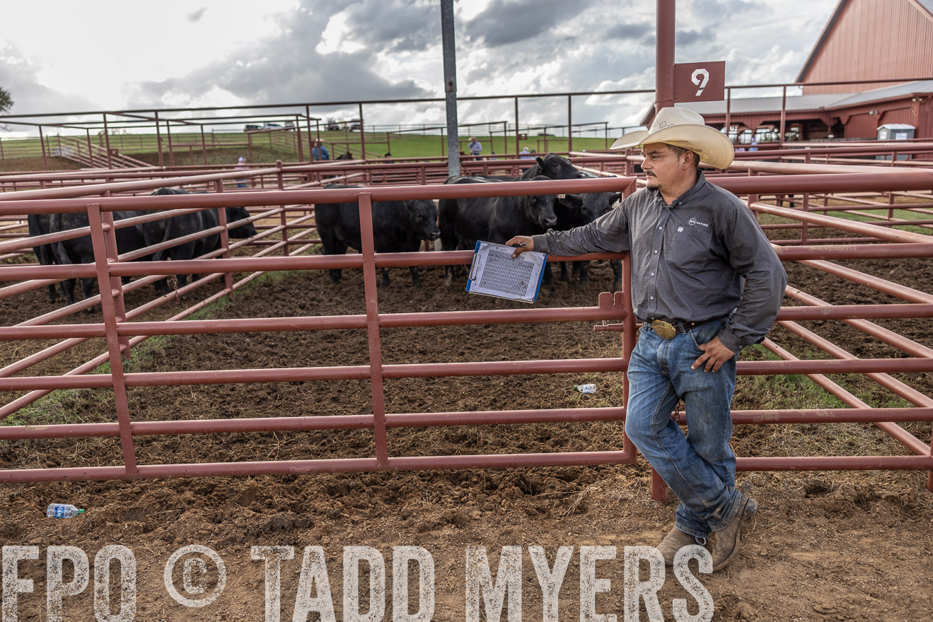 TMyers_FallBullSale_Cameron_Oct2023-515859