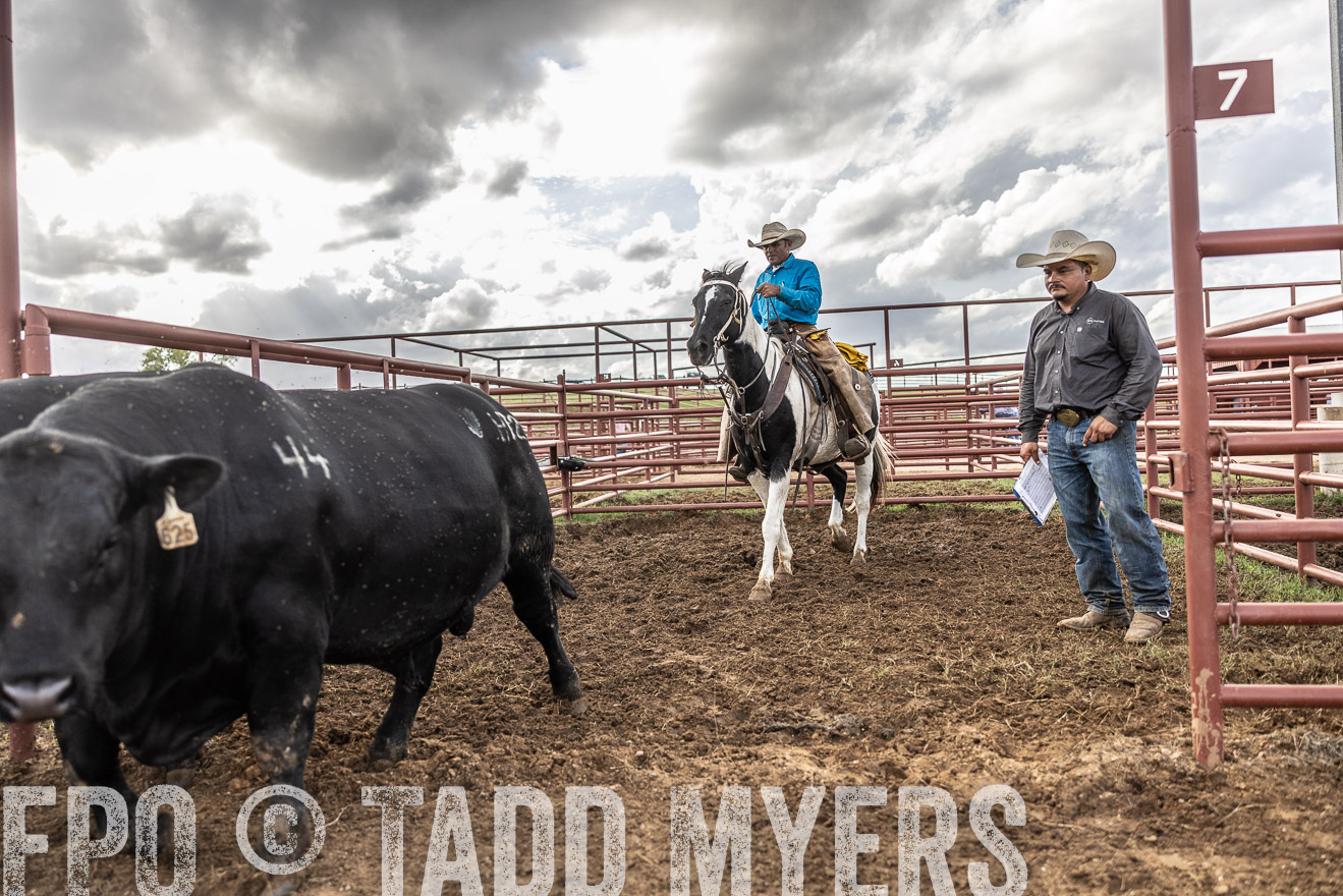 TMyers_FallBullSale_Cameron_Oct2023-515901