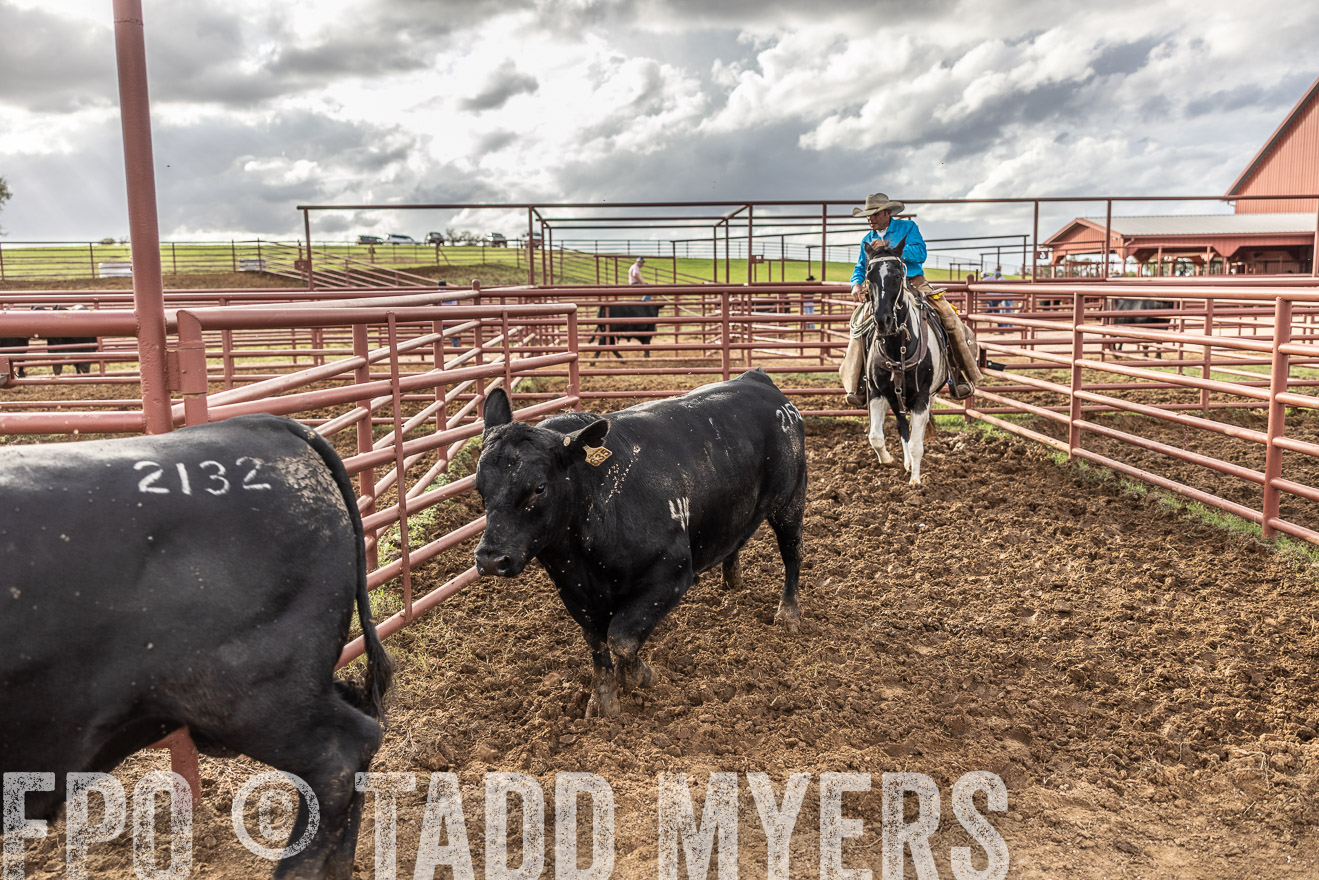 TMyers_FallBullSale_Cameron_Oct2023-515955