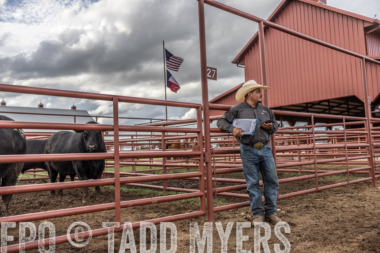 TMyers_FallBullSale_Cameron_Oct2023-516038