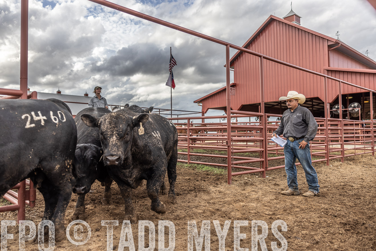 TMyers_FallBullSale_Cameron_Oct2023-516085