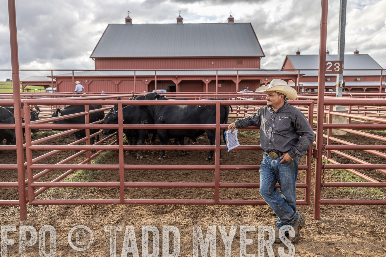 TMyers_FallBullSale_Cameron_Oct2023-516152