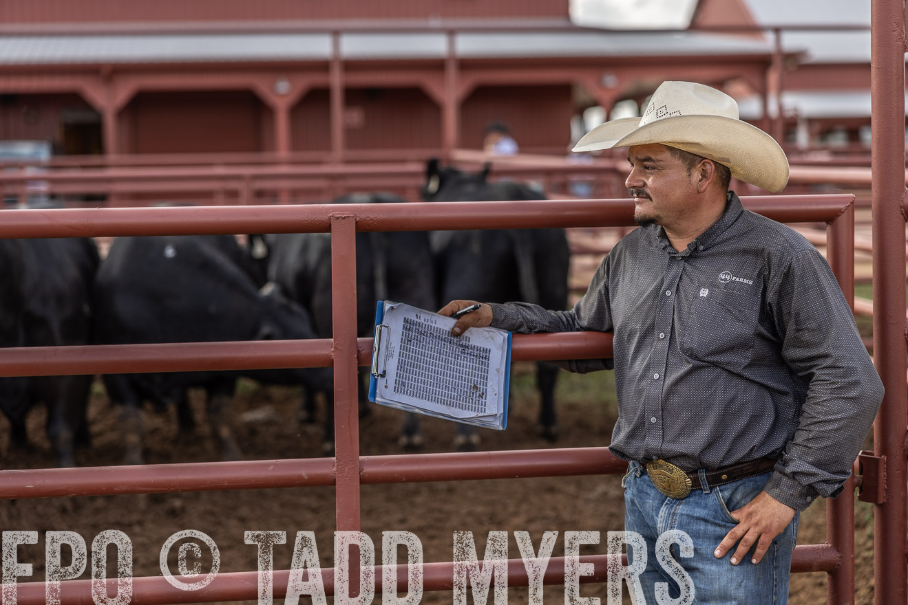 TMyers_FallBullSale_Cameron_Oct2023-516177