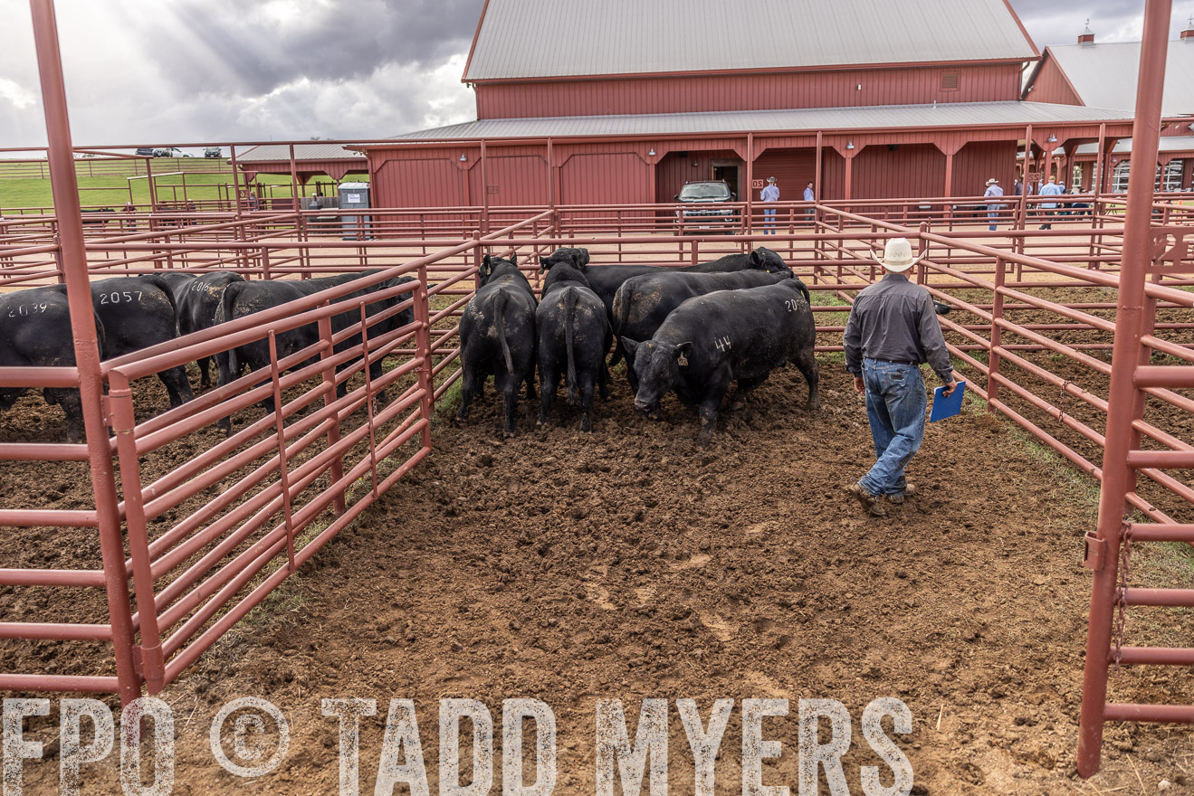 TMyers_FallBullSale_Cameron_Oct2023-516224