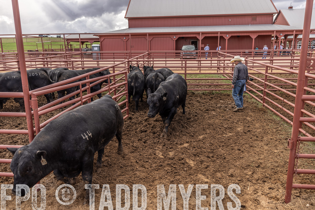 TMyers_FallBullSale_Cameron_Oct2023-516234