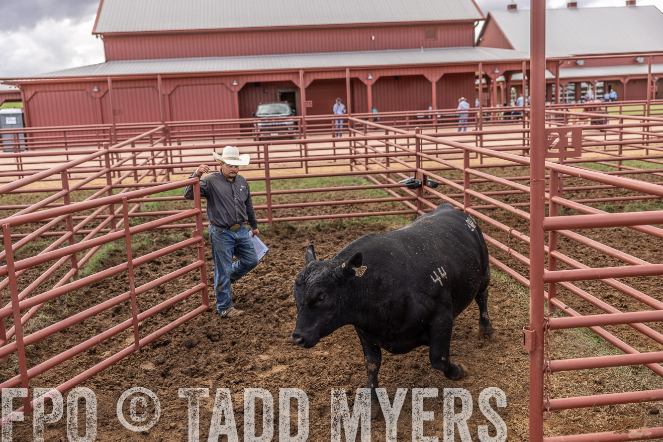 TMyers_FallBullSale_Cameron_Oct2023-516251