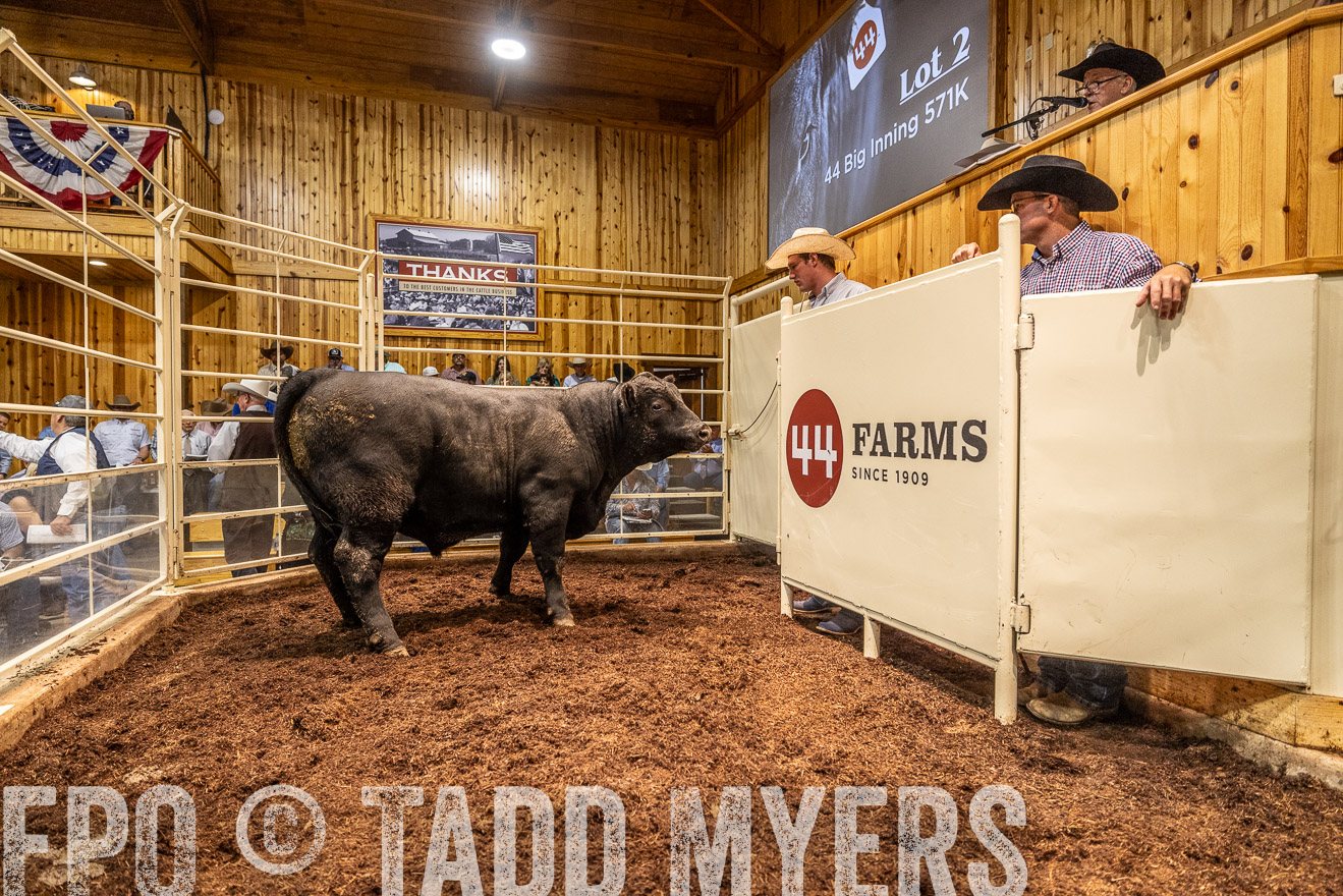 TMyers_FallBullSale_Cameron_Oct2023-525330
