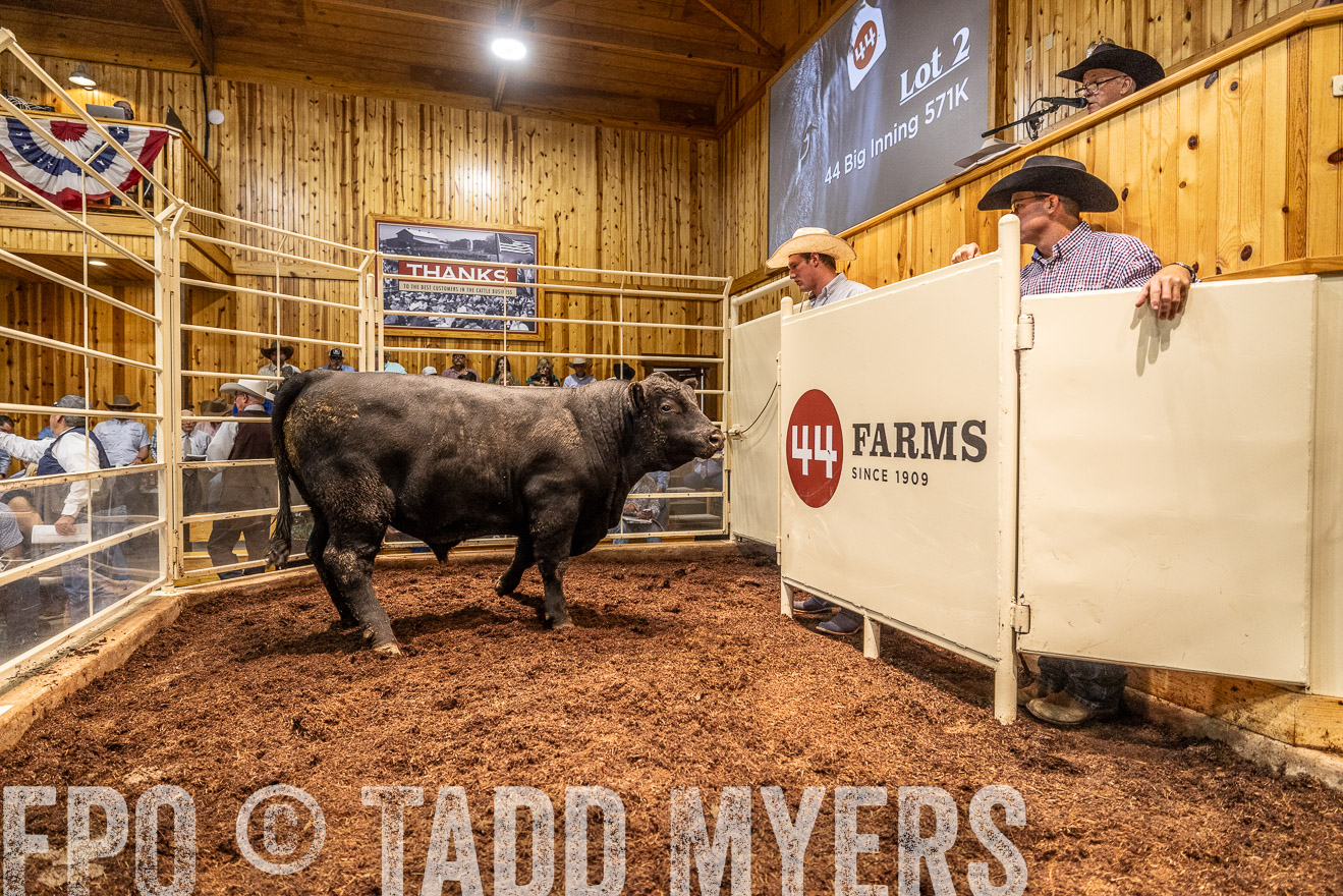 TMyers_FallBullSale_Cameron_Oct2023-525331