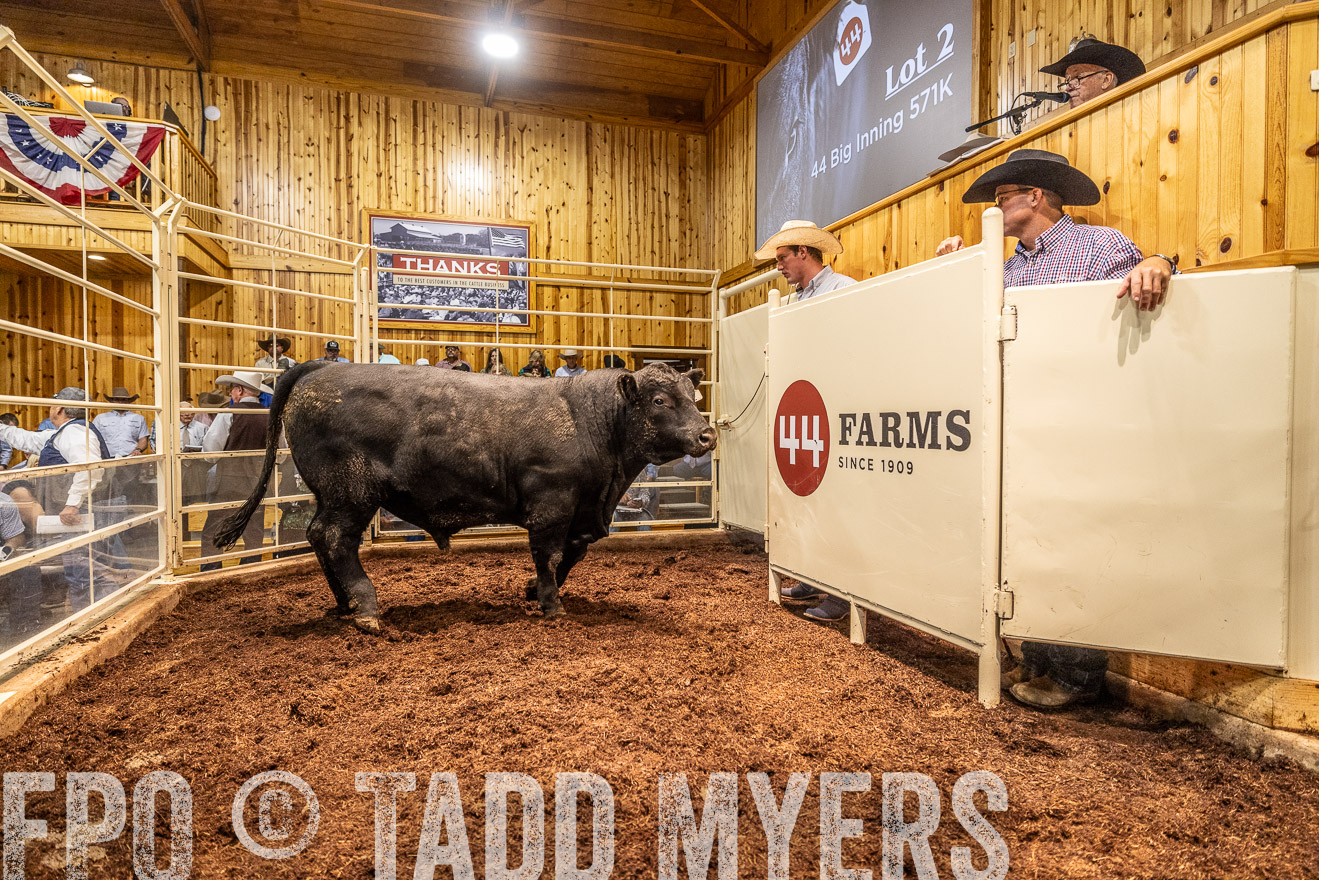 TMyers_FallBullSale_Cameron_Oct2023-525332