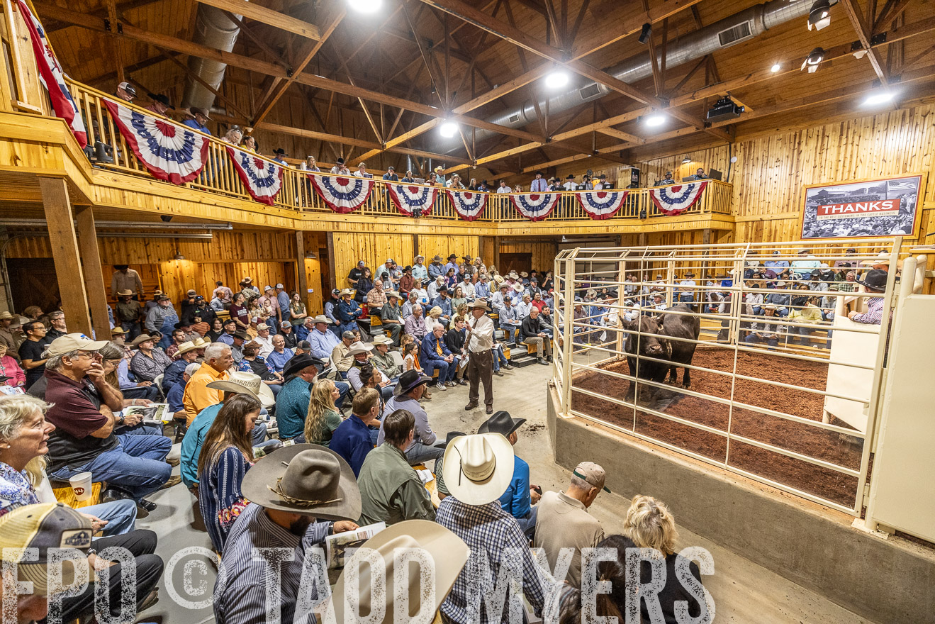 TMyers_FallBullSale_Cameron_Oct2023-525396