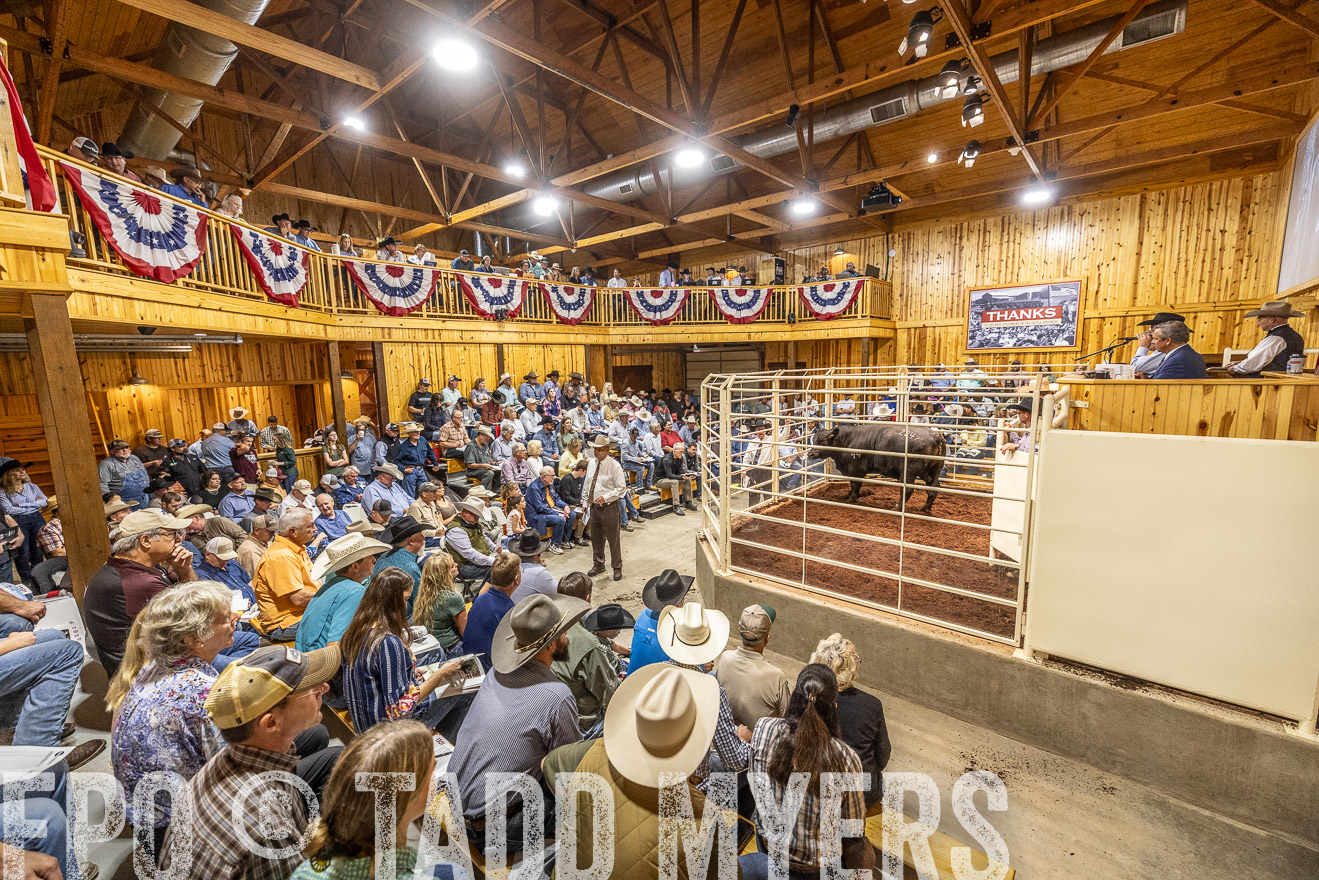 TMyers_FallBullSale_Cameron_Oct2023-525440