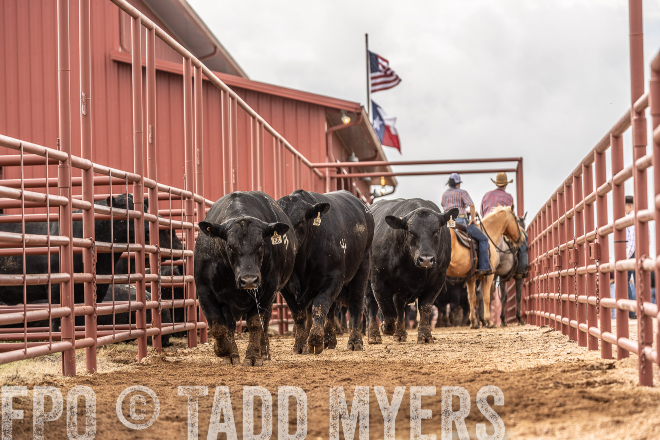 TMyers_FallBullSale_Cameron_Oct2023-525494