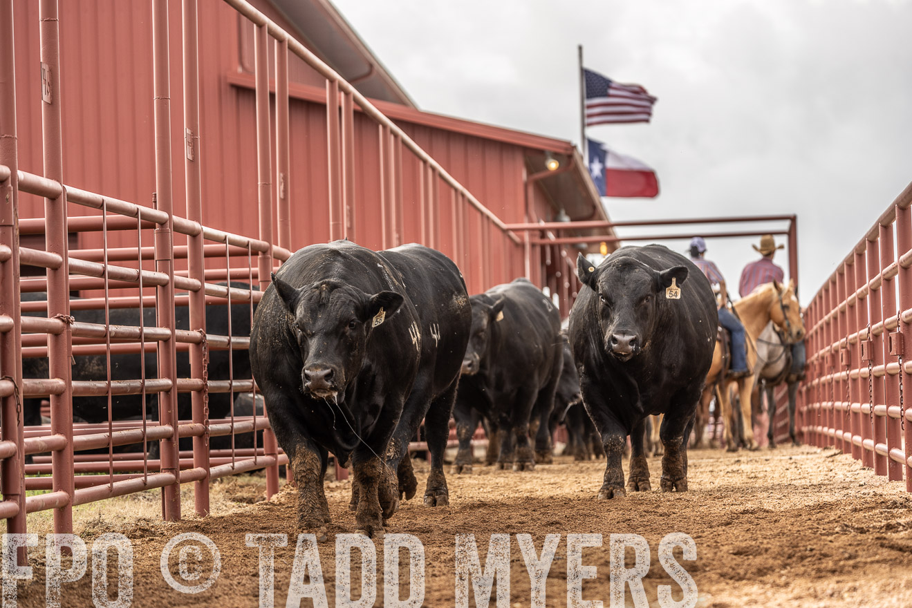 TMyers_FallBullSale_Cameron_Oct2023-525500