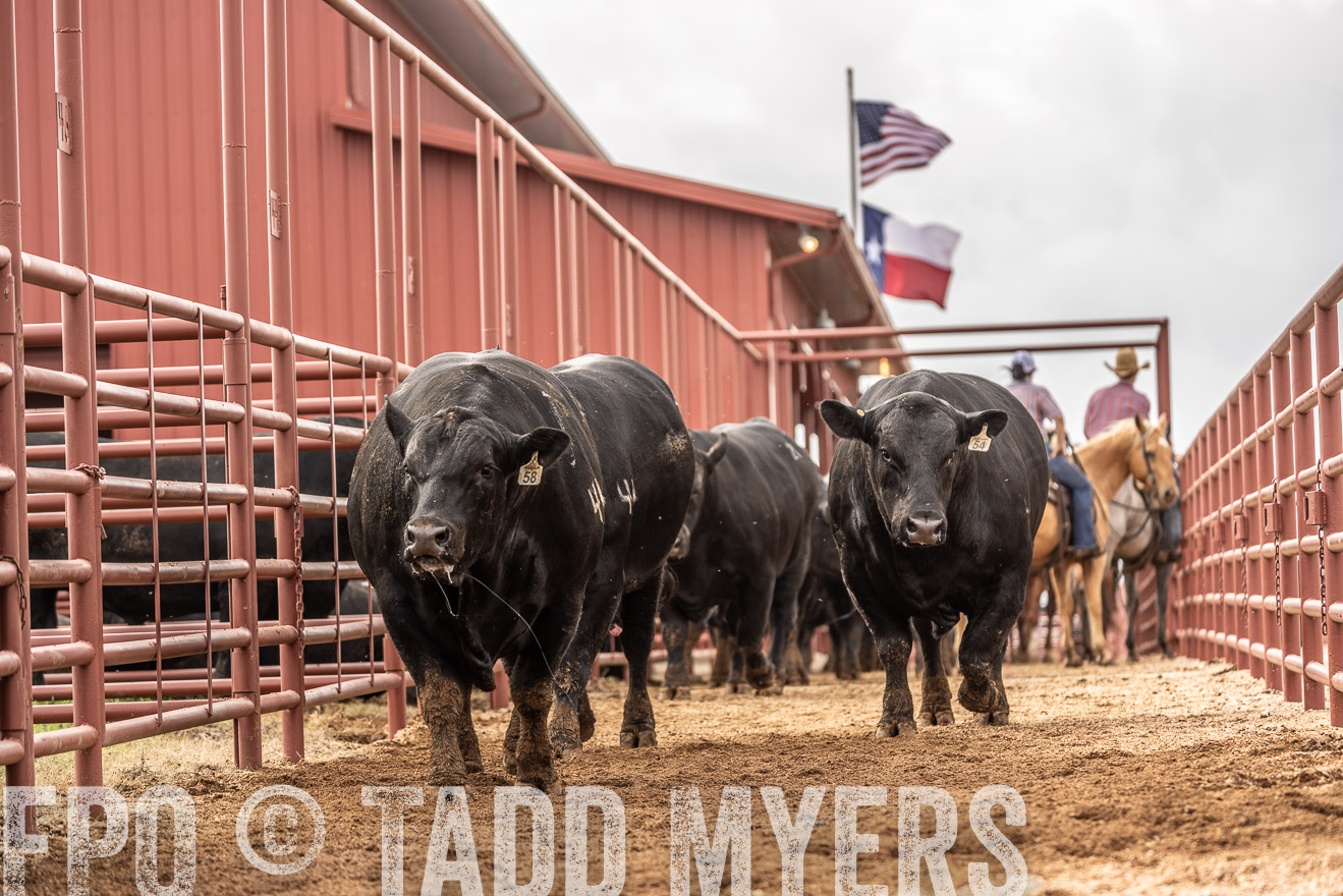 TMyers_FallBullSale_Cameron_Oct2023-525501