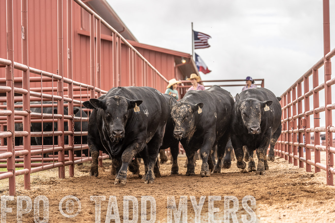TMyers_FallBullSale_Cameron_Oct2023-525532