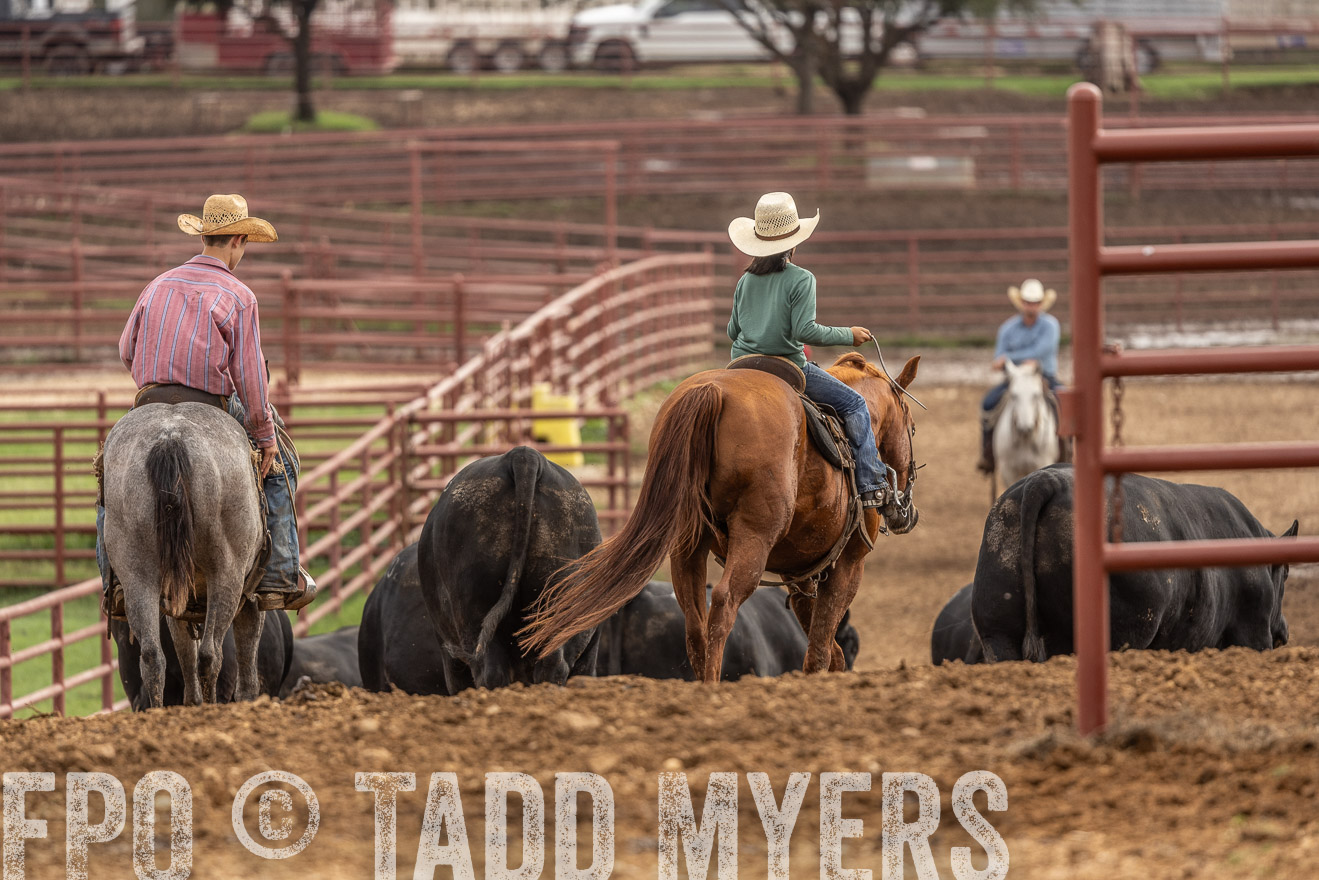 TMyers_FallBullSale_Cameron_Oct2023-525550
