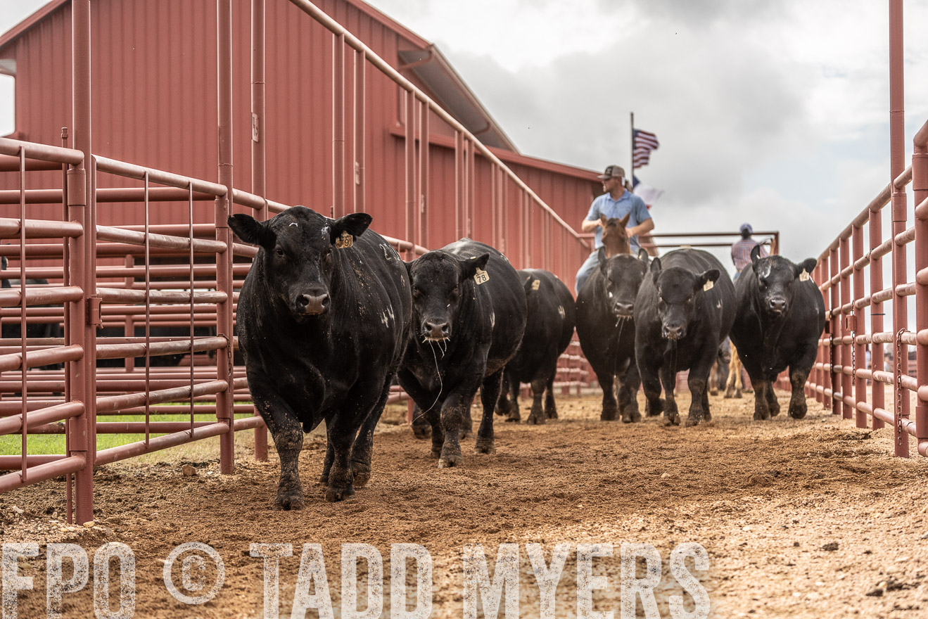 TMyers_FallBullSale_Cameron_Oct2023-525586