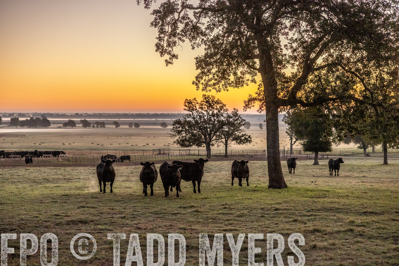 TMyers_Females_Ranchers_Cameron_Oct2023-511423