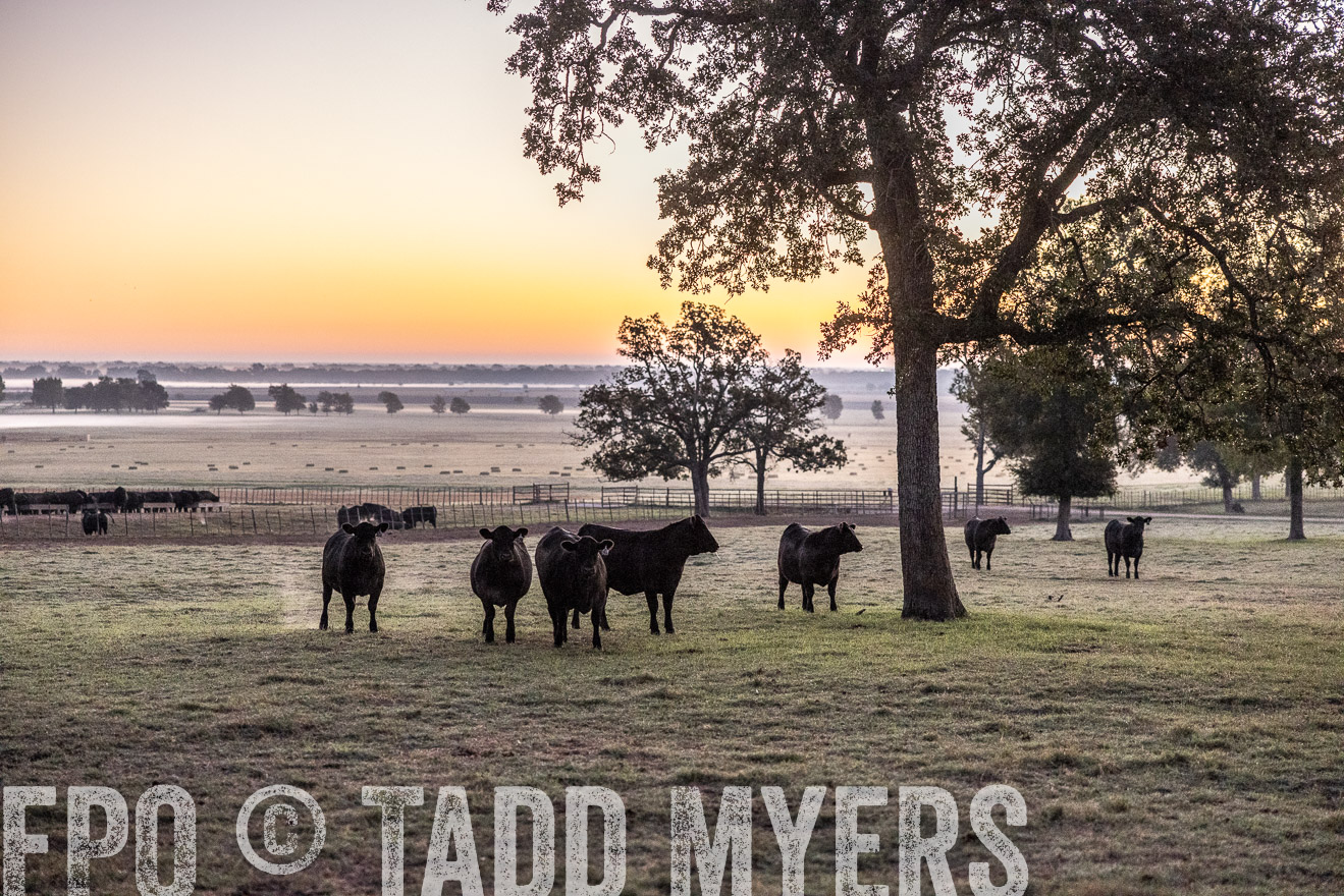 TMyers_Females_Ranchers_Cameron_Oct2023-511424