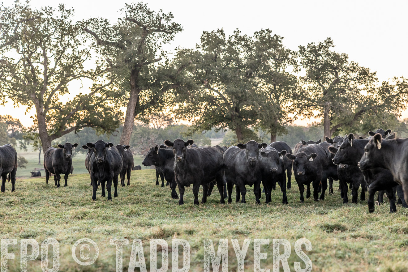 TMyers_Females_Ranchers_Cameron_Oct2023-511447